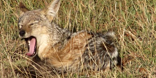 Mládě šakala čabrakového, Masai Mara