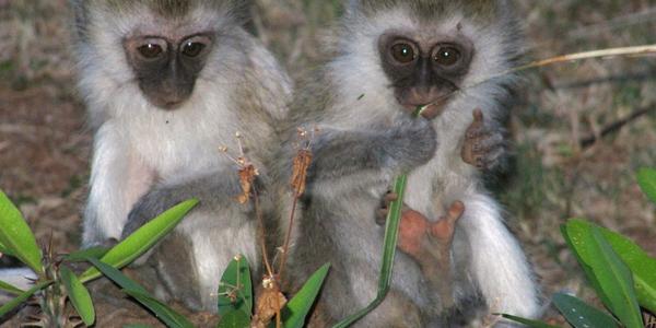Mláďata kočkodana obecného, Amboseli