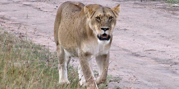 Moje Smutná lvice je březí, Masai Mara