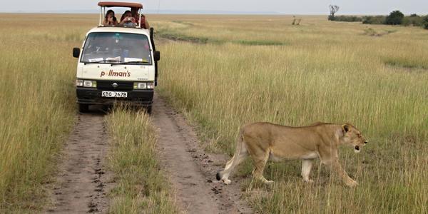Myslím, že ze setkání nemá radost, Masai Mara