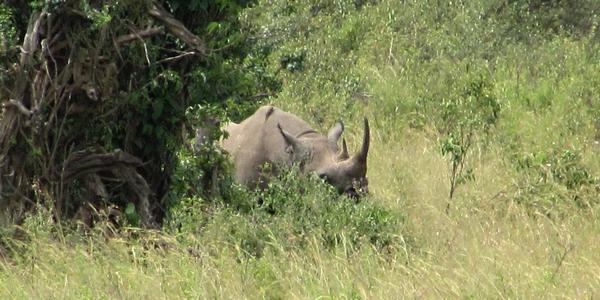 Nosorožec černý, Masai Mara