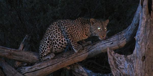 Nádherná kočka, leopard v Tsavo West