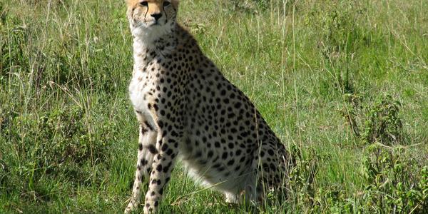 Nádherné zvíře, Masai Mara