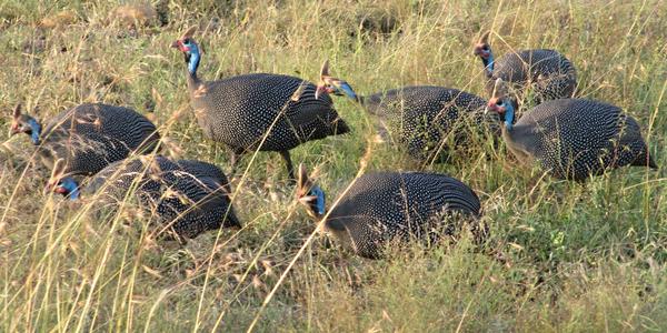 Perlička kropenatá, Masai Mara