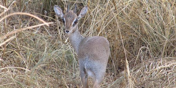 Plachá antilopka dik-dik, Tsavo West