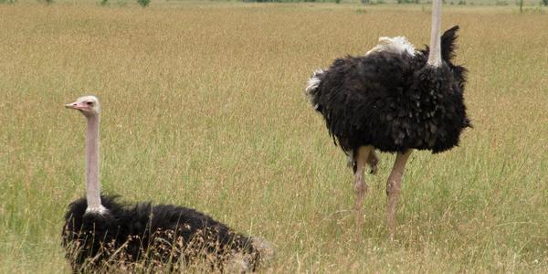 Pštrosi v Masai Mara