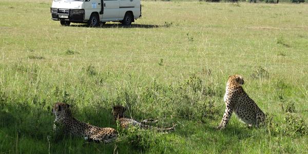 Rodina gepardů, Masai Mara
