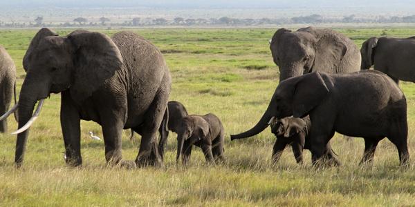 Rodina slonů, Amboseli