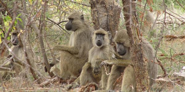 Rokující paviáni, Tsavo West