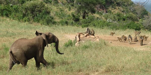 S paviány si snadno poradím, Tsavo West