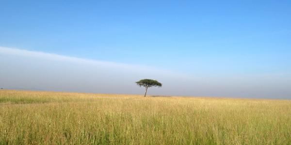 Savana v Masai Mara