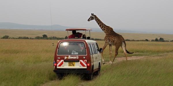 Setkání se žirafou, Masai Mara