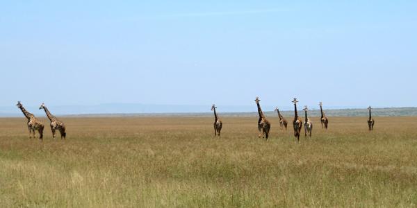 Stádo žiraf, Masai Mara