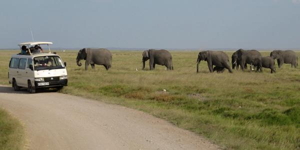 V Amboseli