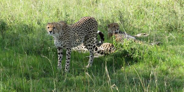 Ve střehu, Masai Mara