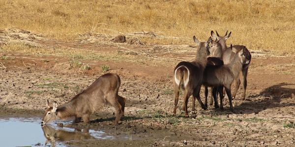 Vodušky u napajedla, Tsavo West