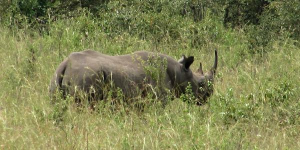 Vzácný obrázek nosorožce černého, Masai Mara