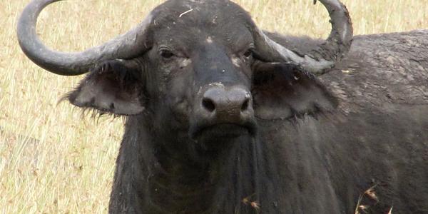 Z očí do očí, buvol kaferský, Masai Mara