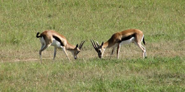Zkouška sil, gazela Thomsonova, Masai Mara
