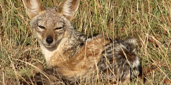 Šakal čabrakový, Masai Mara