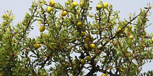 Endemická Argania spinosa, Antiatlas