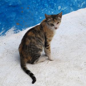 Jednooká kočka, Rabat