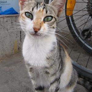 Nemocná kráska, Agadir
