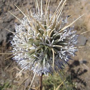 Obrana proti kozám, Antiatlas