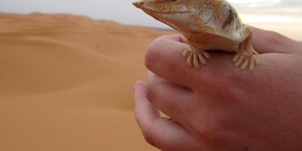 Písečná ryba, Erg Chebbi