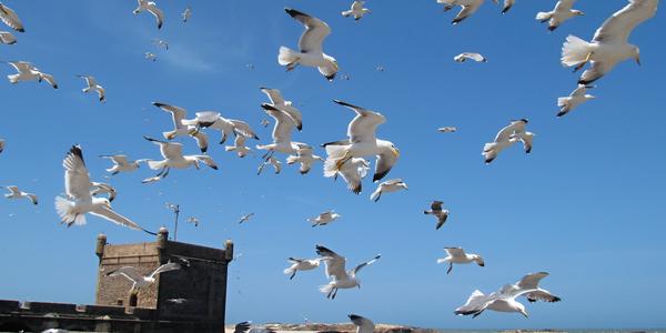 Rackové v Essaouira