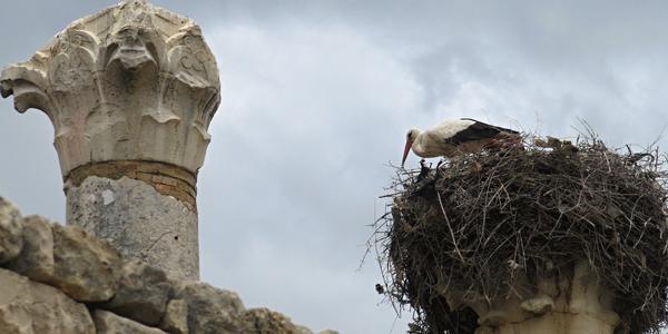 Volubilis