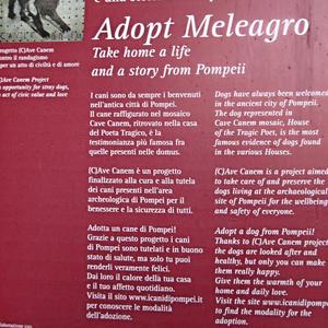 Adoptujte si psa z Pompejí...
