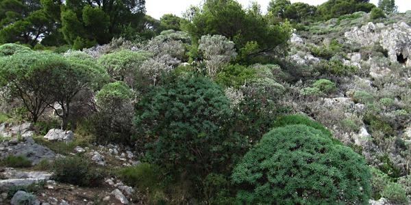 Capri vápencové