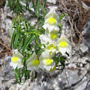 Capri, botanická rezervace
