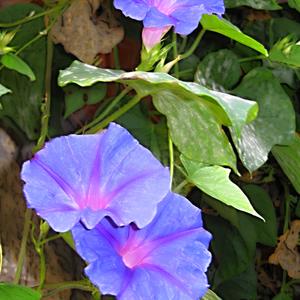 Ipomea, Capri