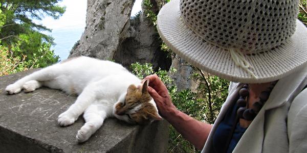 Spokojená bezdomovecká kočka, Capri