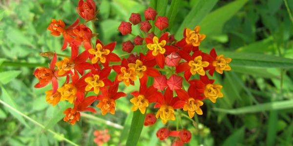 Asclepias curassavica, Vilahermosa