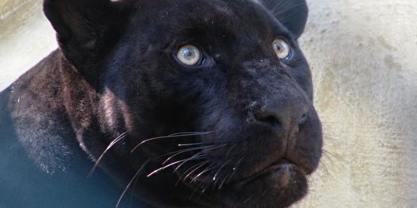 Portrét černé pumy, ZOO La Venta, Villahermosa