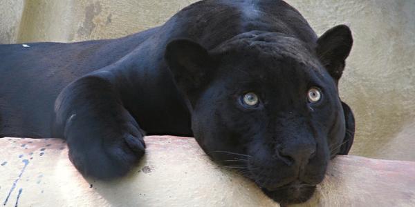 Co si asi myslí, puma v ZOO La Venta, Villahermosa