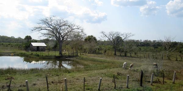 Farma cestou do Palenque