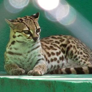 Ocelot, ZOO La Venta, Villahermosa
