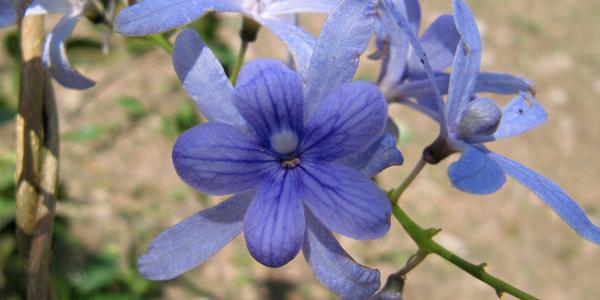 Petrea volubilis, Uxmal