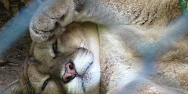 Plyšák v ZOO La Venta, Villahermosa