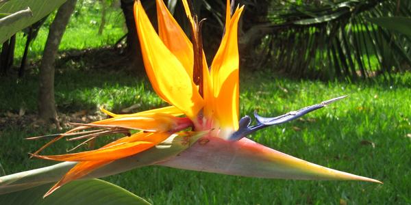 Strelitzia reginae, hacienda El Lencero