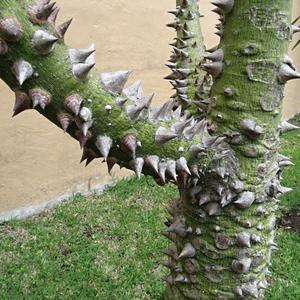Trny mladého stromku Ceiba pentandra