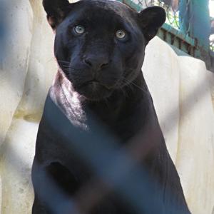 Vyčítavý pohled, ZOO La Venta, Villahermosa