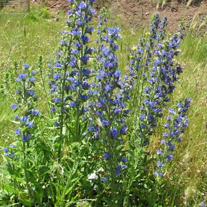 Echium, kytka albánského léta