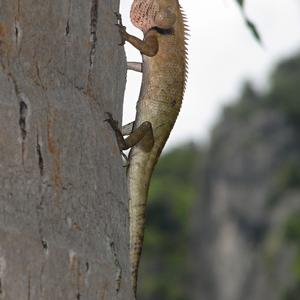 Dráček na Krabi