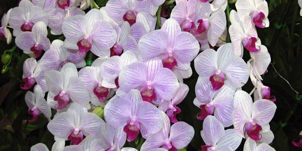 Orchideje jsou symbolem Thajska