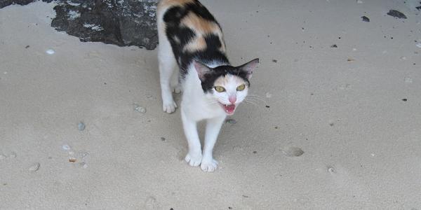 Ostrovní kočka, Krabi